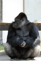 ZOO �ݥ��ȥ�����-024������С��ˡʥ˥�������