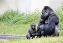 ZOO �ݥ��ȥ�����-025������С��ˡ�����ޥ��ʥ˥�������