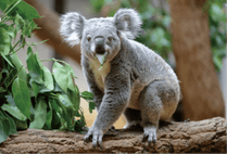 ZOO �ݥ��ȥ�����-038�����㡼�꡼�ʥ������