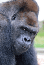 ZOO �ݥ��ȥ�����-054������С��ˡʥ˥�������