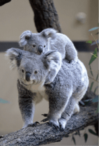 ZOO �ݥ��ȥ�����-055���ƥ��꡼���ԡ������ʥ������