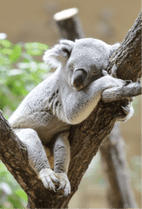 ZOO �ݥ��ȥ�����-087���ԡ����ʥ������