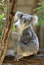 ZOO �ݥ��ȥ�����-088���ۥ꡼�ʥ������