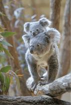 ZOO �ݥ��ȥ�����-094���ۥ꡼�����ޤ��ʥ������