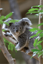 ZOO �ݥ��ȥ�����-095�����ޤ��ʥ������