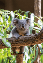 ZOO �ݥ��ȥ�����-107���ʤʤߡʥ������