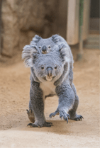 ZOO �ݥ��ȥ�����-108���ۥ꡼���ʤʤߡʥ������