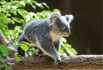 ZOO �ݥ��ȥ�����-115�������ʥ������