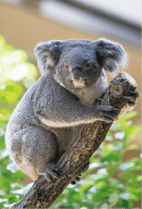 ZOO �ݥ��ȥ�����-116�����ʥ������