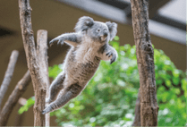 ZOO �ݥ��ȥ�����-117���ʤʤߡʥ������