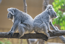 ZOO �ݥ��ȥ�����-118�����ޤ�&���ʥ������