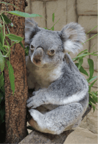 ZOO �ݥ��ȥ�����-119��������ġʥ������