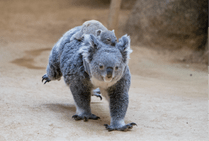 ZOO �ݥ��ȥ�����-120���ƥ��꡼&�����ʥ������