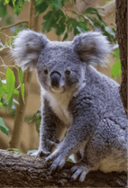 ZOO �ݥ��ȥ�����-121�����ޤ��ʥ������