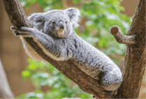 ZOO �ݥ��ȥ�����-122�����ޤ��ʥ������