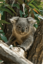 ZOO �ݥ��ȥ�����-133����ȥ�ʥ������