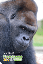 ZOO �ѥͥ�ޥ��ͥå�-004������С��ˡʥ˥�������