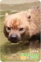 ZOO �ѥͥ�ޥ��ͥå�-028���ҥ��ޥ�ʥ�֥��̡�