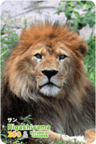 ZOO �ѥͥ�ޥ��ͥå�-003������ʥ饤�����