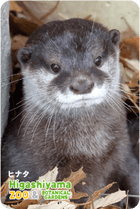 ZOO �ѥͥ�ޥ��ͥå�-008���ҥʥ��ʥ��ĥᥫ�復����