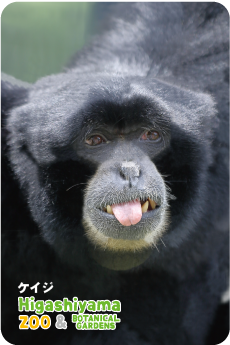 ZOO �ѥͥ�ޥ��ͥå�-009���������ʥե����ƥʥ������