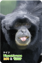 ZOO �ѥͥ�ޥ��ͥå�-009���������ʥե����ƥʥ������