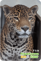 ZOO �ѥͥ�ޥ��ͥå�-011���������ʥ��㥬����