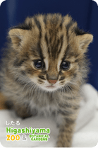 ZOO �ѥͥ�ޥ��ͥå�-029��������ʥĥ��ޥ�ޥͥ���