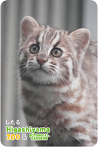 ZOO �ѥͥ�ޥ��ͥå�-047��������ʥĥ��ޥ�ޥͥ���