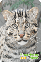 ZOO �ѥͥ�ޥ��ͥå�-054��������ʥ��ʥɥ�ͥ���