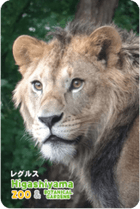 ZOO �ѥͥ�ޥ��ͥå�-069���쥰�륹�ʥ饤�����