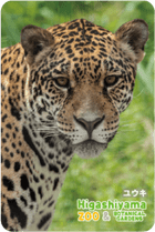 ZOO �ѥͥ�ޥ��ͥå�-072���楦���ʥ��㥬����