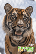 ZOO �ѥͥ�ޥ��ͥå�-076�������ʡʥ��ޥȥ�ȥ��