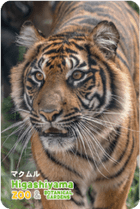 ZOO �ѥͥ�ޥ��ͥå�-077���ޥ����ʥ��ޥȥ�ȥ��