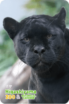 ZOO �ѥͥ�ޥ��ͥå�-083���ޥ�ʥ��㥬����