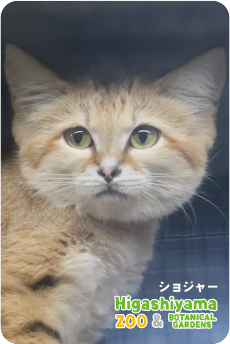 ZOO �ѥͥ�ޥ��ͥå�-051�����祸�㡼�ʥ��ʥͥ���