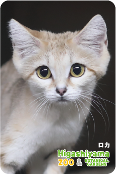 ZOO �ѥͥ�ޥ��ͥå�-052�������ʥ��ʥͥ���