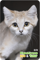 ZOO �ѥͥ�ޥ��ͥå�-052�������ʥ��ʥͥ���