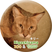 ZOO BADGE-039�����꡼�ʥ���󥰥륭��åȡ�