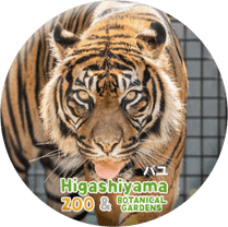 ZOO BADGE-076���Х�ʥ��ޥȥ�ȥ��