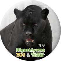 ZOO BADGE-083���ޥ�ʥ��㥬����
