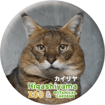 ZOO BADGE-109���������ʥ���󥰥륭��åȡ�