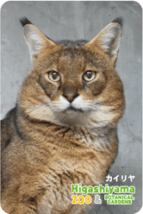 ZOO �ѥͥ�ޥ��ͥå�-089���������ʥ���󥰥륭��åȡ�