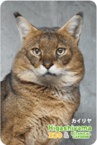 ZOO �ѥͥ�ޥ��ͥå�-089���������ʥ���󥰥륭��åȡ�