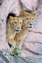 ZOO �ݥ��ȥ�����-001������&���ƥ�ʥ饤�����
