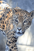 ZOO �ݥ��ȥ�����-013�����㥲�ʥ��㥬����