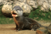 ZOO �ݥ��ȥ�����-015�����ĥᥫ�復��