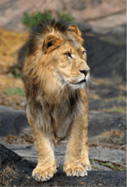 ZOO �ݥ��ȥ�����-030������ʥ饤�����