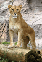 ZOO �ݥ��ȥ�����-031����ʡʥ饤�����