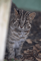 ZOO �ݥ��ȥ�����-037���Ҥʤ��ʥĥ��ޥ�ޥͥ���